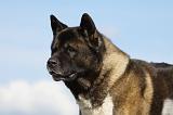 AKITA AMERICAIN 296